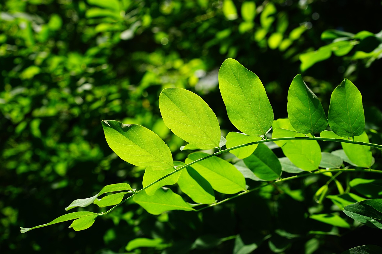 Reviews - Timbermen Fencing & Decking leaves, green, ordinary robinia, tree, shades of green, details, leaf veins, filigree, leaf structures, to shine through, shining, light green, dark green, robinia pseudoacacia, robinia, false acacia, shamrock, ornamental plant, early summer pasture plant, branch, leaf green, chlorophyll, general schotendorn, summer green deciduous tree, summer green, deciduous tree, translucent, bright green, bright, park tree, backlighting, butterflies, fabaceae, leaf, legumes, nature, summer tree, summer, ornamental tree, green, dark green, dark green, dark green, chlorophyll, chlorophyll, chlorophyll, chlorophyll, chlorophyll, leaf, leaf, legumes, legumes, summer