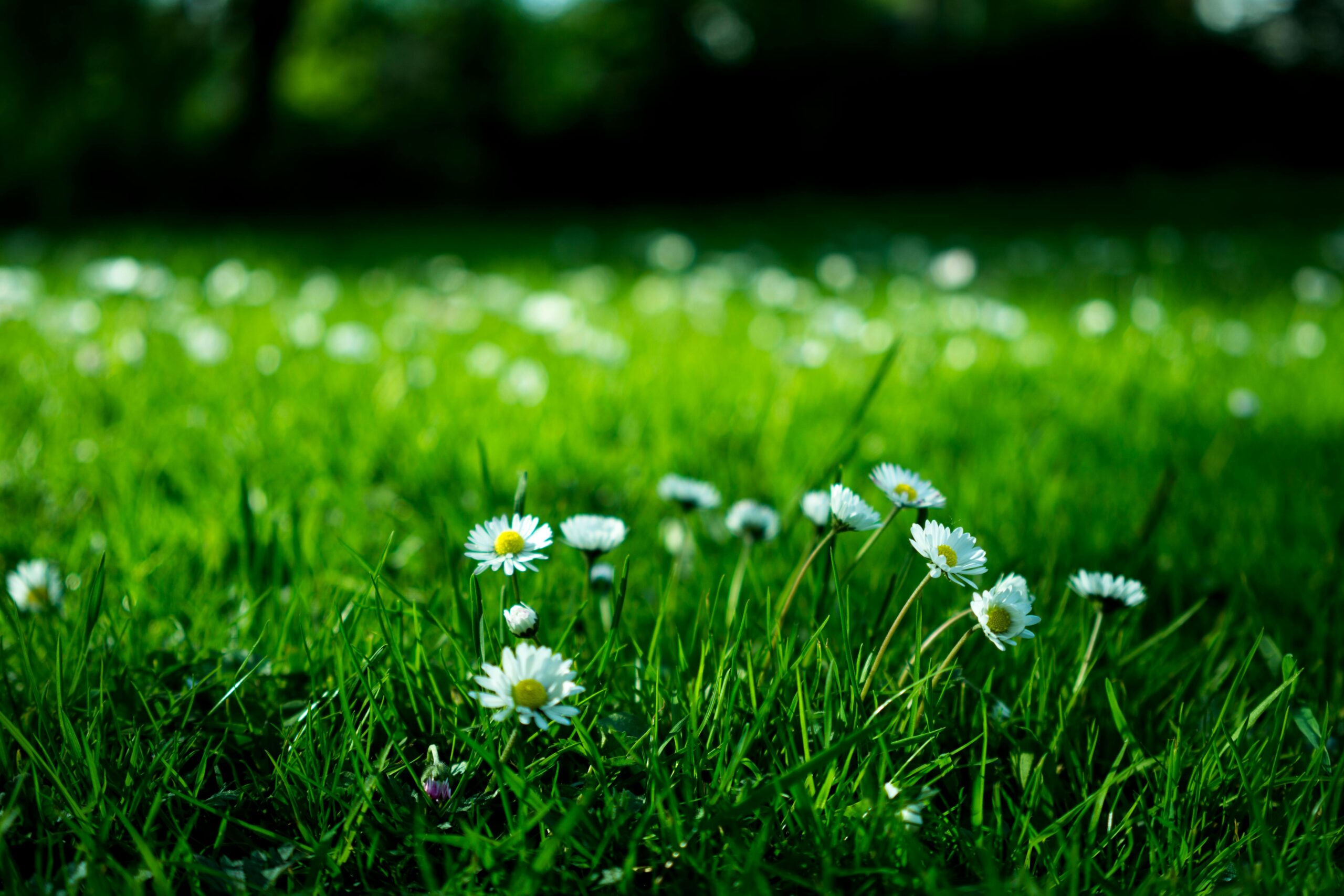 Reviews 2 - Timbermen Fencing & Decking Close-up view of daisies blooming in a lush green meadow under bright daylight.